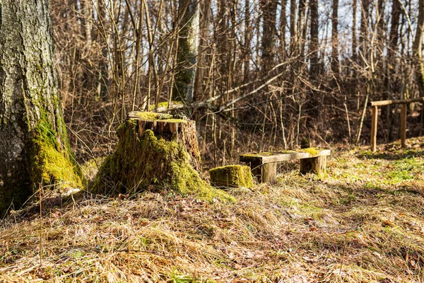 자연 속에서 건조 된 오래 된 나무 줄기 발 구르 기 — 스톡 사진
