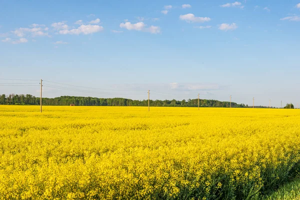 Rzepaku bloominf żółte pola wiosną pod błękitne niebo w słońc — Zdjęcie stockowe