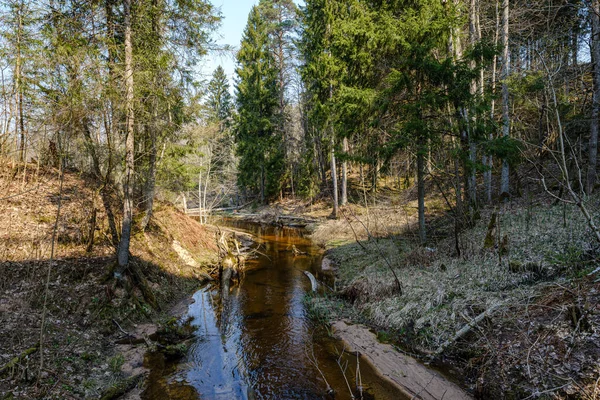 Bosque tranquilo río escondido detrás de ramas de árboles — Foto de Stock
