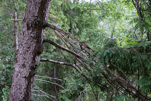 Secco vecchio albero tronco calpestio in natura — Foto Stock