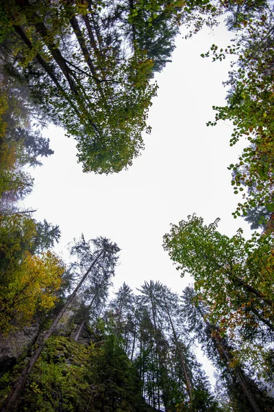 Верхушки деревьев в лесу, растущие до голубого неба — стоковое фото