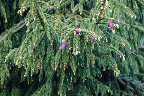 新鮮な紫色のコーンと若いトウヒの木の枝 — ストック写真