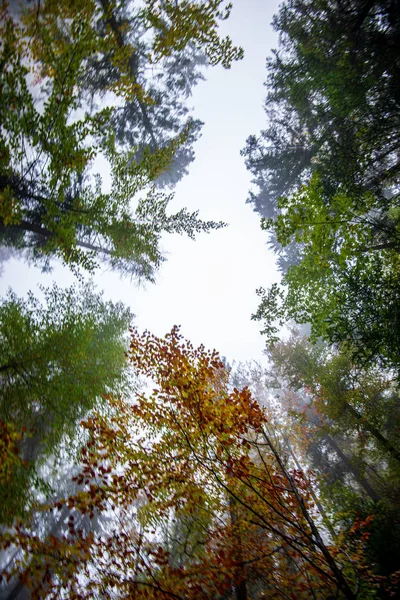 Boom tops in het bos groeit naar de blauwe hemel — Stockfoto