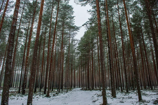 겨울 화창한 날에 서 리 눈 덮인 숲 나무 — 스톡 사진