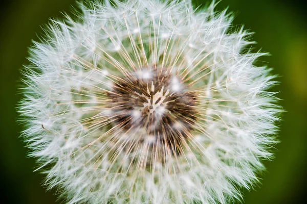 Náhodné barevné letní květiny na zelené louce pod sluncem — Stock fotografie