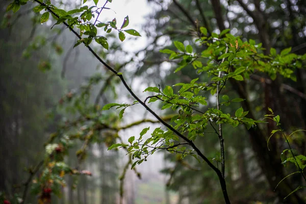 tree tops in forest growing to the blue sky