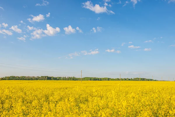 Colza bloominf campos amarillos en primavera bajo el cielo azul en los soles —  Fotos de Stock