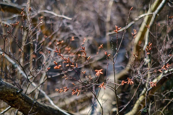 Vieux tronc d'arbre sec piétiner dans la nature — Photo