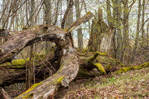 Suchý starý kmen stromu v přírodě — Stock fotografie