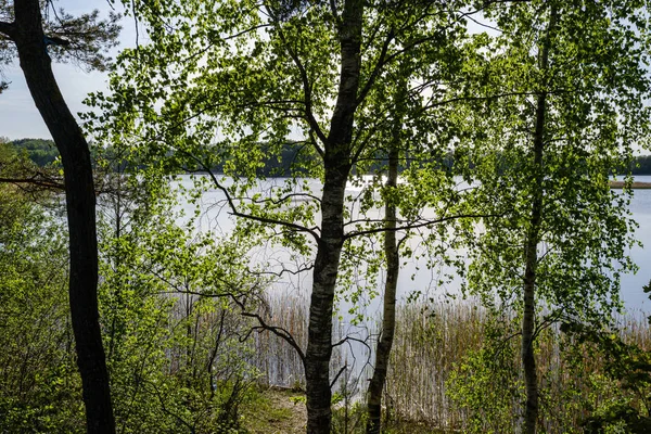 Calm forest river hiding behind tree branches — Stock Photo, Image