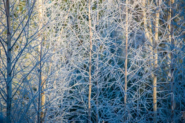 Frost verschneite Waldbäume an sonnigen Tagen im Winter — Stockfoto