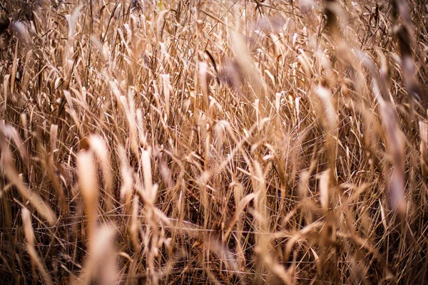 Baías de grama seca na textura de fundo borrão — Fotografia de Stock