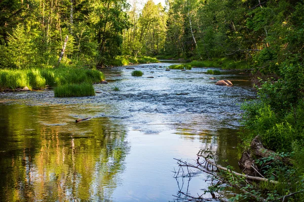 夏のラトビアの美しい森の川 — ストック写真