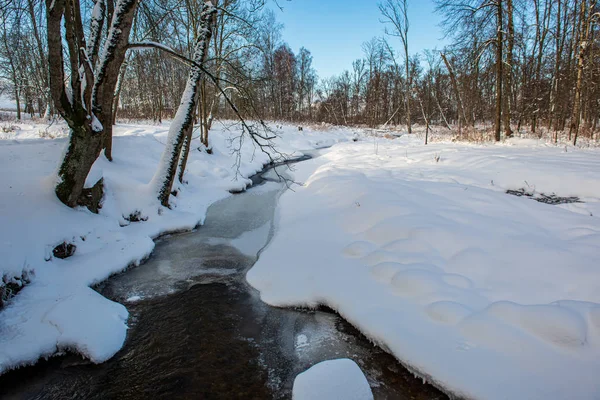 Heladas árboles del bosque nevado en el día soleado en invierno — Foto de Stock