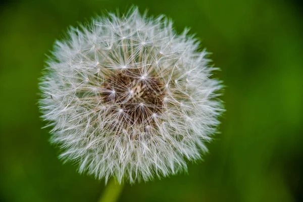 Náhodné barevné letní květiny na zelené louce pod sluncem — Stock fotografie