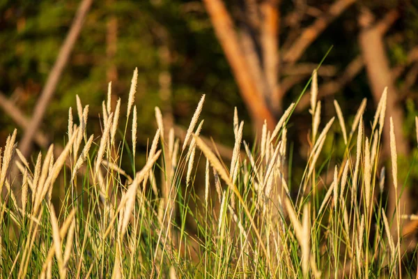 Trockenes Gras biegt sich auf verschwommener Hintergrundstruktur — Stockfoto