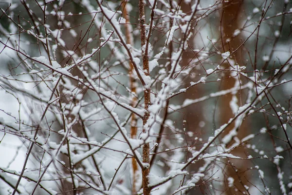 Frost snöiga skogs träd i solig dag på vintern — Stockfoto