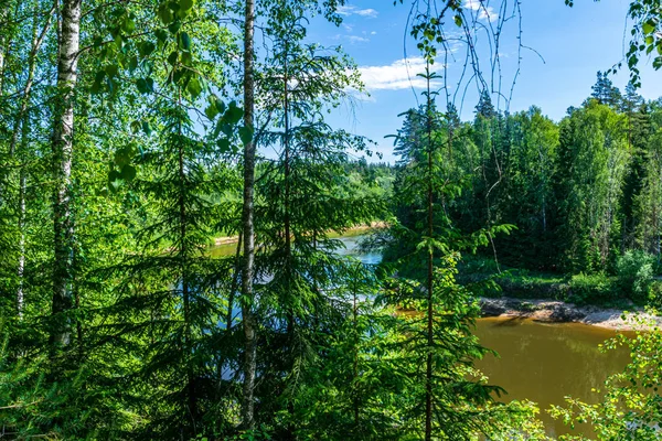 Ağaç dalları arkasında gizleme orman nehir sakin — Stok fotoğraf