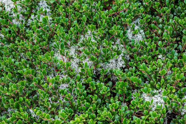 Rote Preiselbeerfrüchte im grünen Waldmoos an sonnigen Sommertagen — Stockfoto