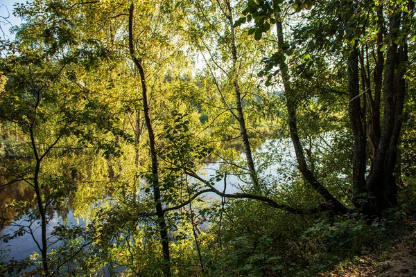 Тихая река леса за ветвями деревьев — стоковое фото