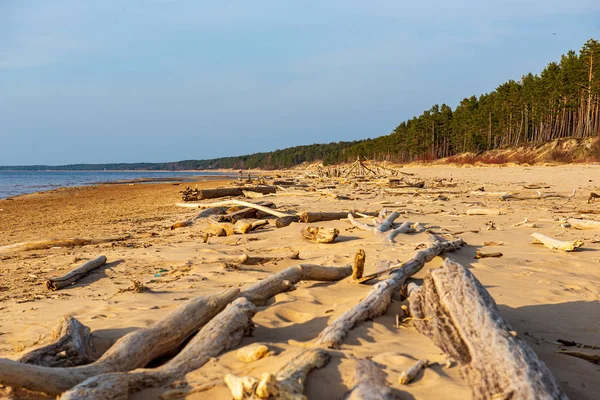 Magányos üres tengeri strand, fehér homok, nagy sziklák és a régi fa — Stock Fotó