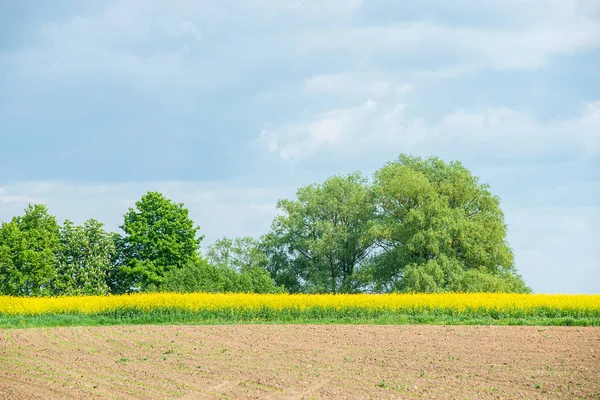 Рапсовый цветок желтых полей весной под голубым небом в солнцах — стоковое фото