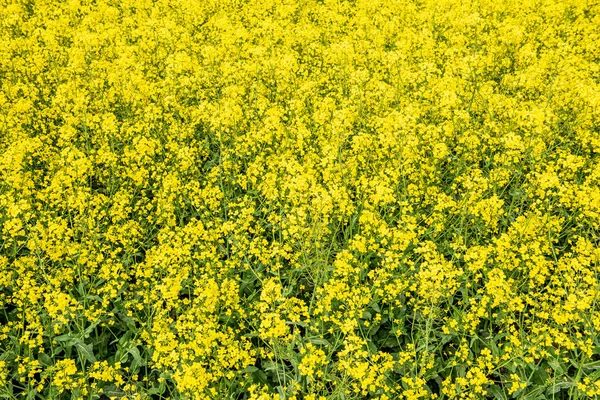 Rapeseed bloominf yellow fields in spring under blue sky in suns — Stock Photo, Image