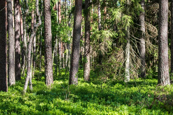 Стовбури дерев у сонячному літньому лісі — стокове фото