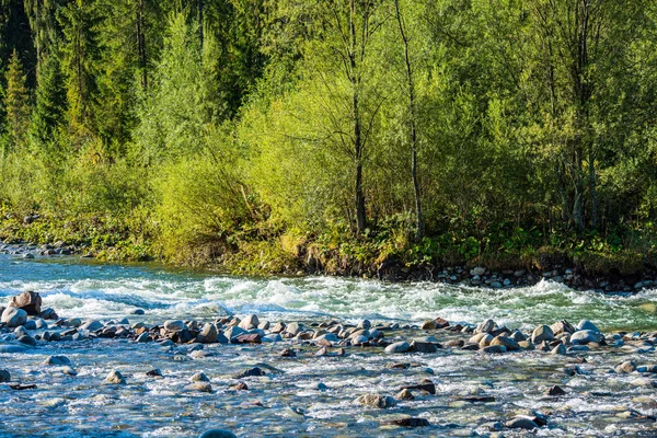 Calme forêt rivière se cachant derrière des branches d'arbres — Photo