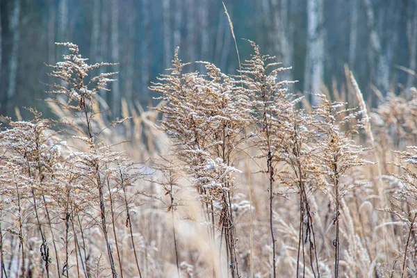 Torrt gräs Bents på oskärpa bakgrund textur — Stockfoto