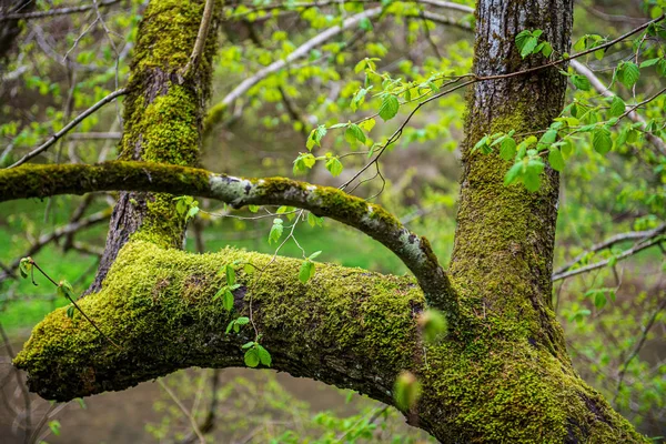 Mokrý Les v podzimní mlze s červeným a zeleným stromovým listím — Stock fotografie