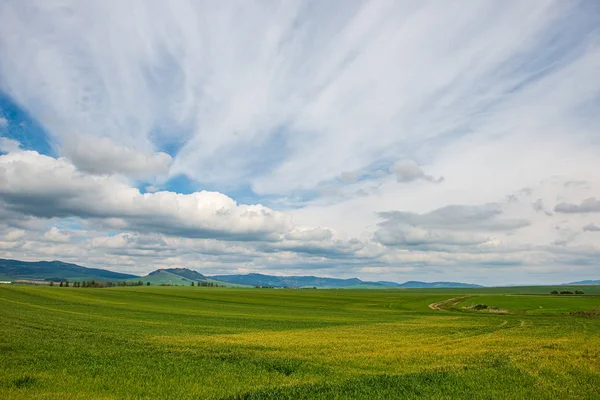 Prairie verte sous le ciel bleu à la campagne — Photo