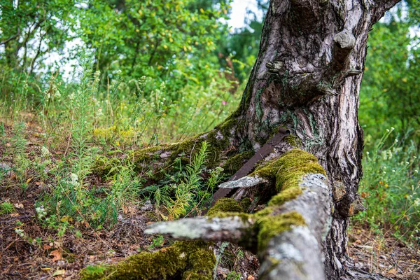 Tronco de árbol viejo seco pisar en la naturaleza — Foto de Stock