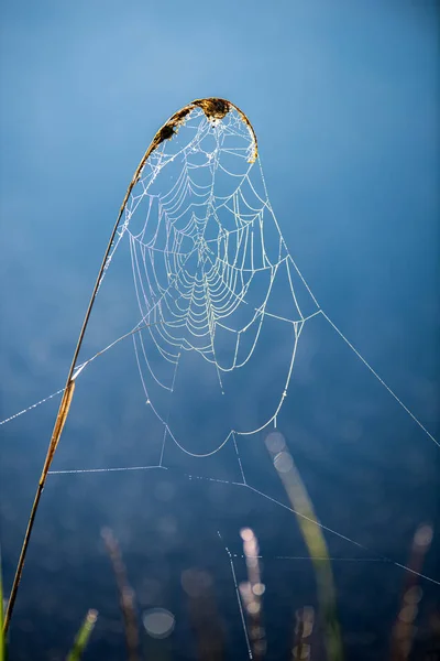 Ragnatela ragnatela naturale in luce del mattino con gocce di rugiada — Foto Stock