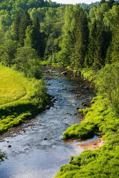 Mooie bos rivier in Letland in de zomer — Stockfoto