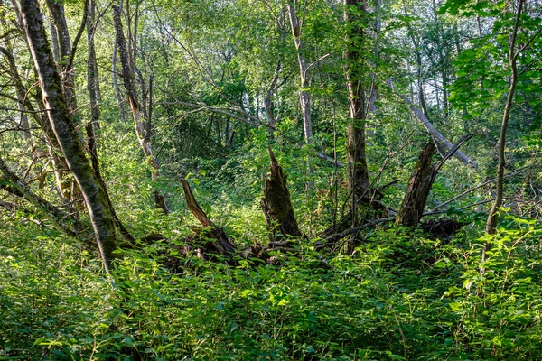 Tronco de árbol viejo seco pisar en la naturaleza — Foto de Stock