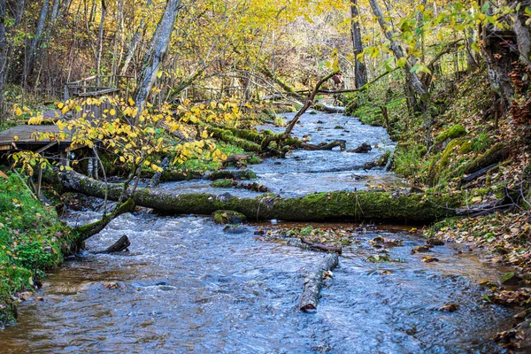 Calm forest river hiding behind tree branches — Stock Photo, Image