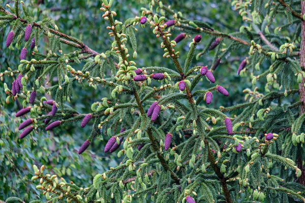 Ramos jovens de abeto com cones violeta frescos — Fotografia de Stock