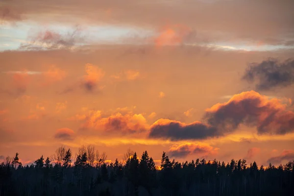 나무와 들판 위의 하늘에 극적인 빨간 일몰 색상 — 스톡 사진