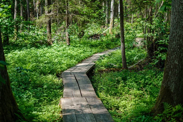 Beautiful wooden plank pathway walkway in green pasture — Stock Photo, Image