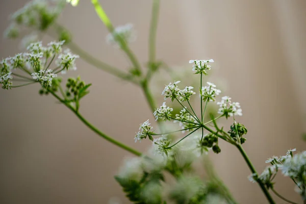 Composición de pequeñas flores blancas y la hoja de helecho en el desenfoque verde b — Foto de Stock