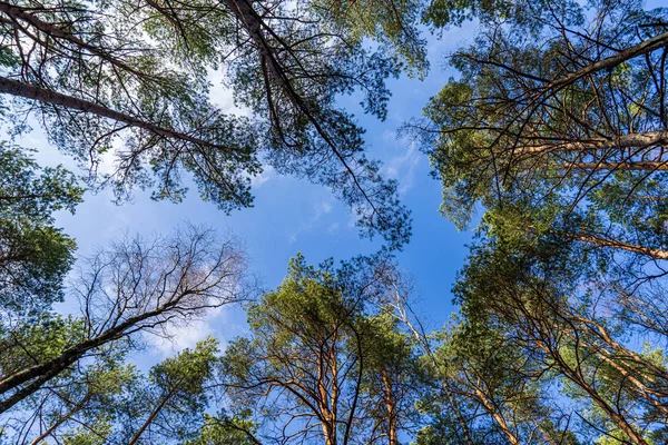 青空に成長する森の樹頂 — ストック写真