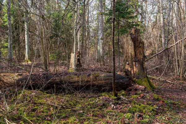 Vieux tronc d'arbre sec piétiner dans la nature — Photo