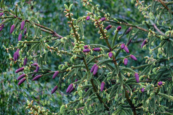 Jeunes branches d'épinette aux cônes violets frais — Photo