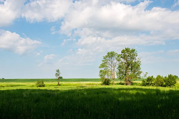 Green meadow under blue sky in countryside — Stock Photo, Image