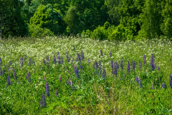 Pasto de prado verde com flores florescendo no calor de verão — Fotografia de Stock