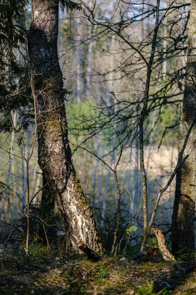 Secco vecchio albero tronco calpestio in natura — Foto Stock