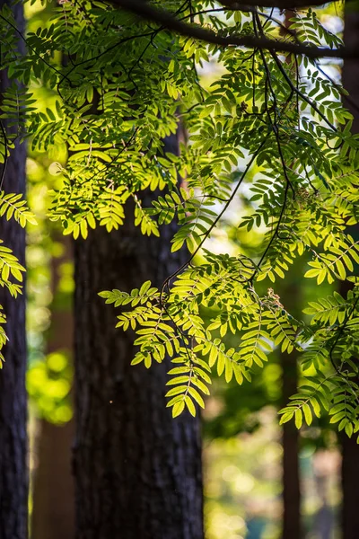 Κορμοί δέντρων σε ηλιόλουστο καλοκαιρινό δάσος — Φωτογραφία Αρχείου