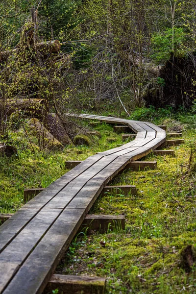 푸른 숲의 아름 다운 경치 좋은 산책로 — 스톡 사진