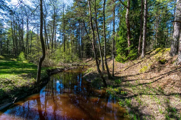 Ruhiger Waldfluss versteckt sich hinter Ästen — Stockfoto